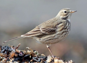 Шийхнүүхэй (Америкийн шийхнүүхэй)